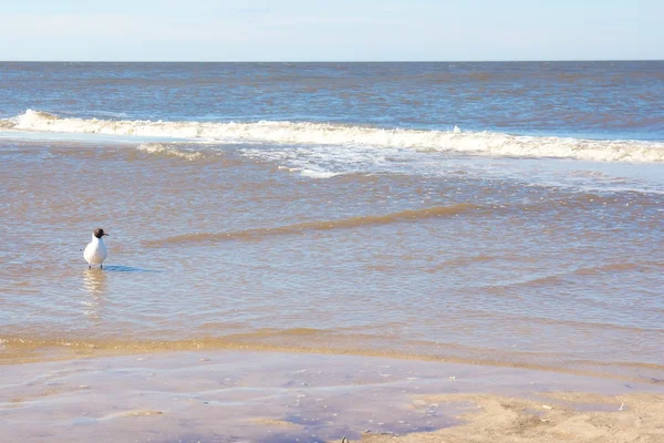 Mewa w brzegu — Zdjęcie stockowe