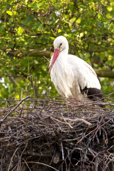 Stork på sitt bo — Stockfoto