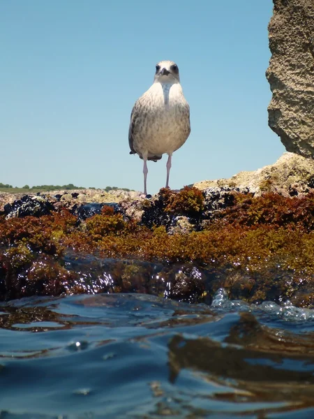 Gaivota suspeita em uma rocha — Fotografia de Stock