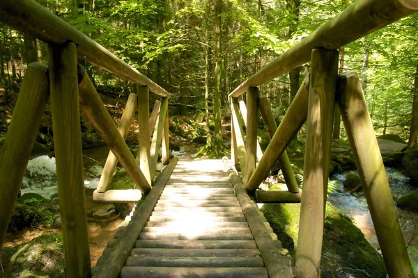 Ponte de madeira para a selva — Fotografia de Stock