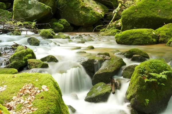 Vahşi gertelbach — Stok fotoğraf