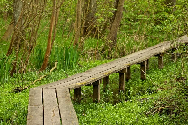 Passerelle en bois dans la tourbière — Photo