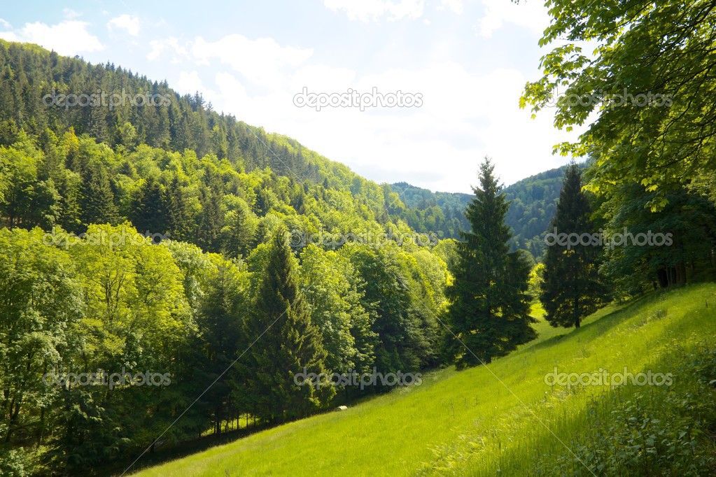 Black Forest hill and meadow — Stock Photo © chbaum 33293309
