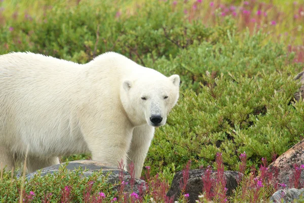 Niedźwiedź polarny w fireweed b — Zdjęcie stockowe