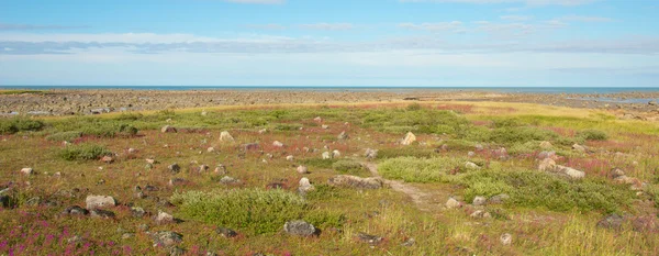 Tundra görünümü — Stok fotoğraf