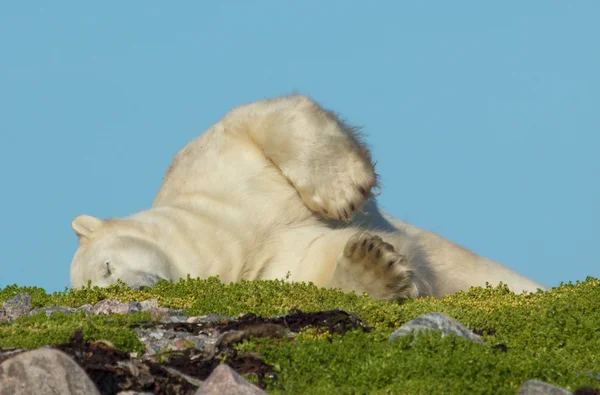 Polar bear wentelen op gras — Stockfoto