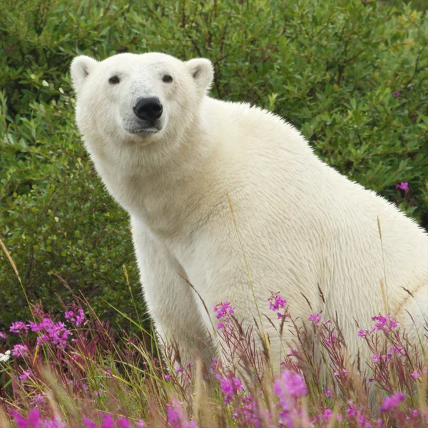 Urso polar sentado — Fotografia de Stock