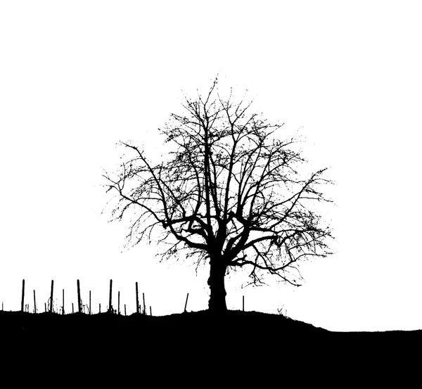 Monochromatic Tree Silhouette 3 — Stock Photo, Image