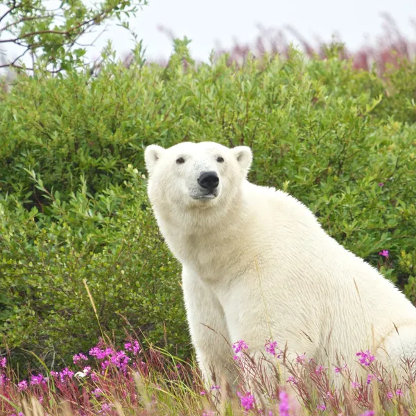 Белый медведь, сидящий в траве — стоковое фото