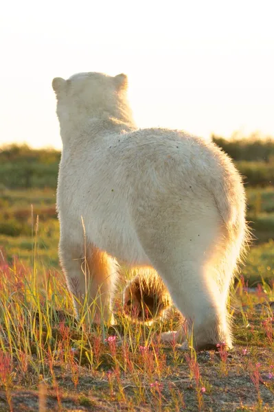 Ours polaire par derrière au soleil — Photo