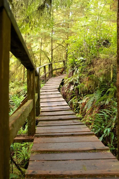 Promenade de la forêt tropicale — Photo
