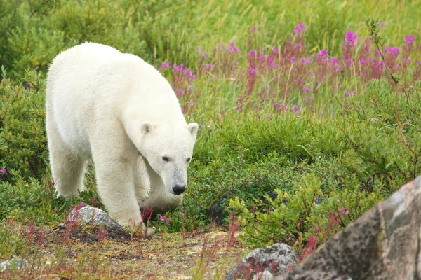 Ours blanc reniflant l'herbe 2 — Photo