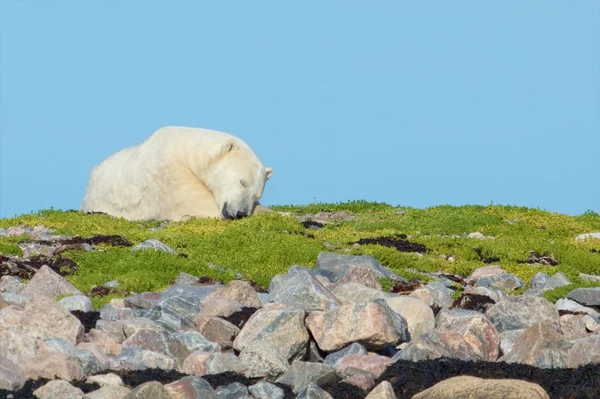 Urso polar em um knoll gramado 3 — Fotografia de Stock