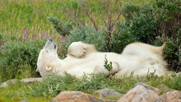 Ours polaire paresseux dans la toundra 1 — Photo