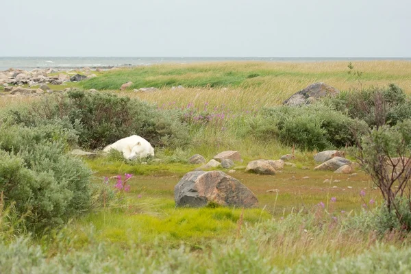 Lazy Polar Bear in the Tundra 2 — Stock Photo, Image
