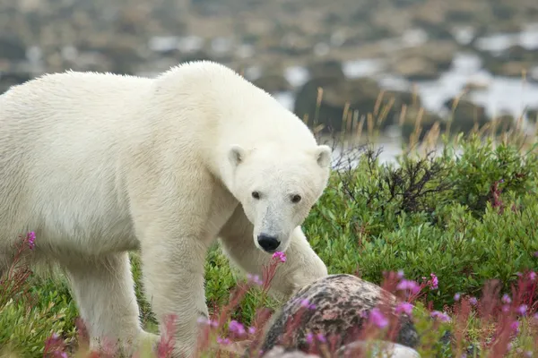 Orso polare annusa nell'erba 5 — Foto Stock