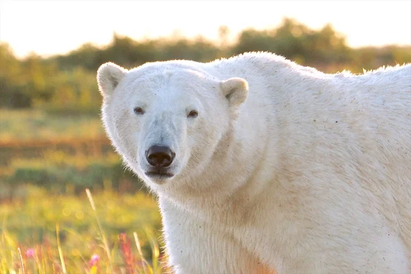 황혼 근접 촬영에서 북극곰 — 스톡 사진
