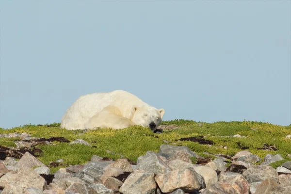 Urso polar em um knoll gramado 4 — Fotografia de Stock