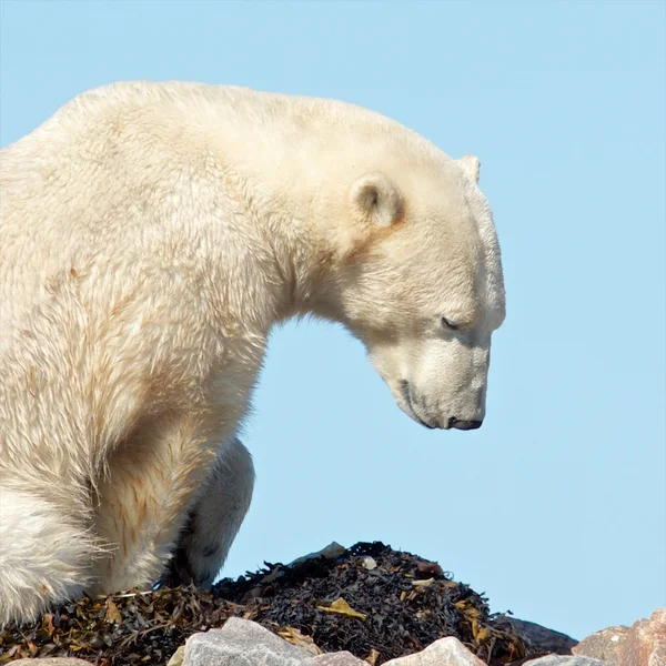 ホッキョクグマの目を覚ます — ストック写真