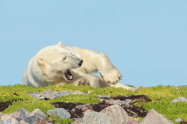 Isbjörn på en gräsbevuxen kulle 7 — Stockfoto
