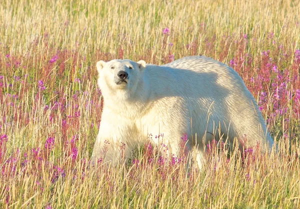 Niedźwiedź polarny, chodzenie po ogniu chwastów wieczorem — Zdjęcie stockowe