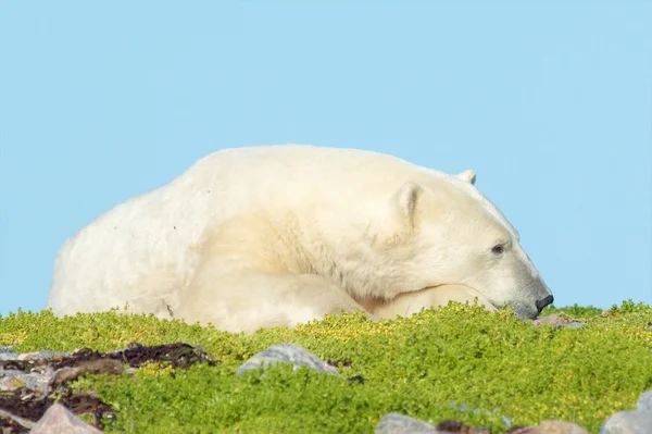 Orso polare assonnato — Foto Stock