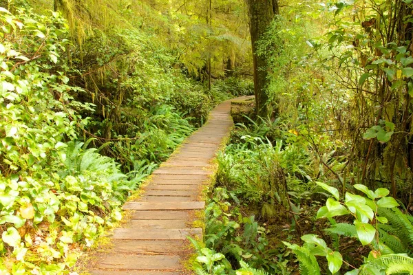 Regnskogen boardwalk — Stockfoto