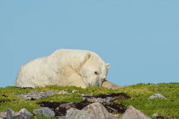 Lat isbjörn på gräset — Stockfoto