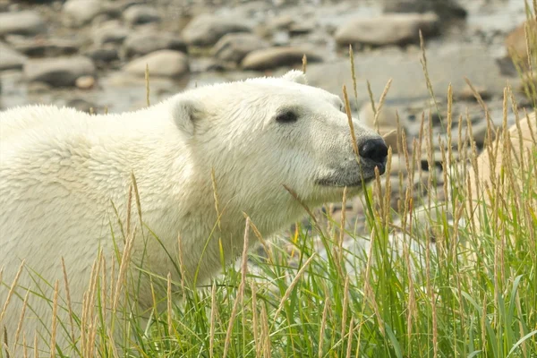 Curioso oso oso polar en la hierba — Foto de Stock