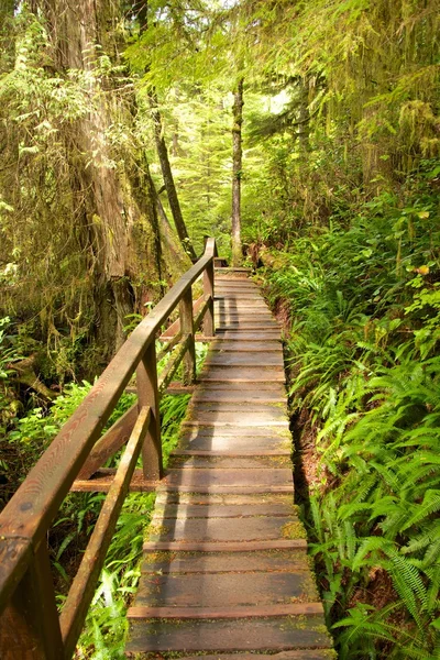 Floresta tropical Boardwalk — Fotografia de Stock