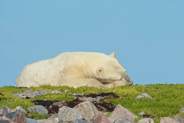 Urso Polar Adormecido na grama — Fotografia de Stock