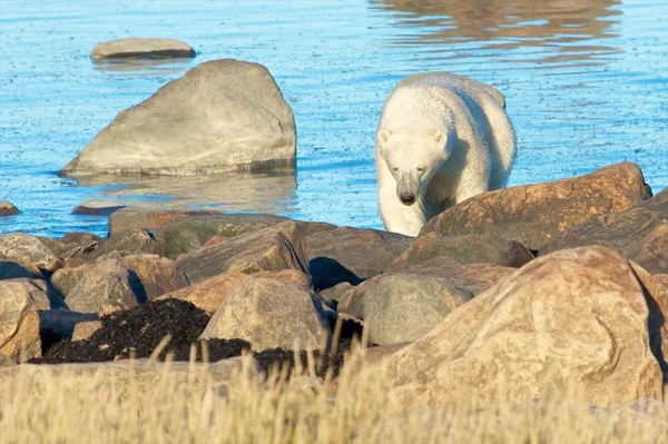 Polar bear komen aan wal 2 — Stockfoto