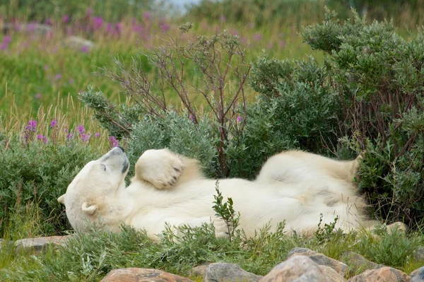Isbjørn velter seg under en busk – stockfoto
