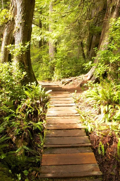 Boardwalk дощовий ліс — стокове фото