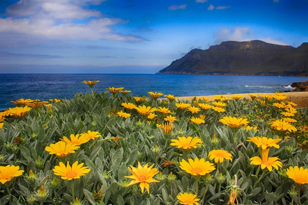 Üzerinde flowerbed hdr görüntüleme — Stok fotoğraf