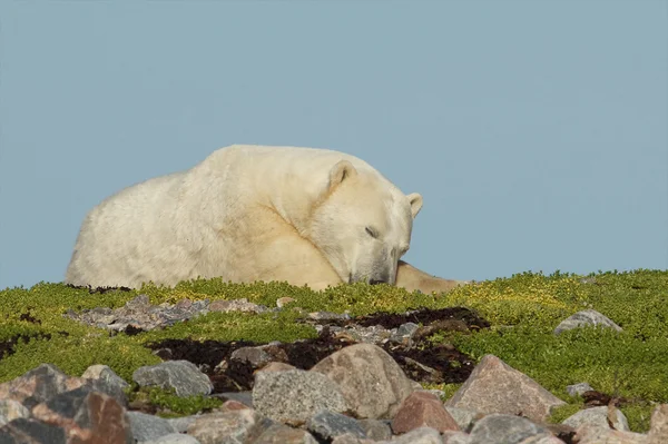 Sleeeping ijsbeer op een met gras begroeide knoll — Stockfoto