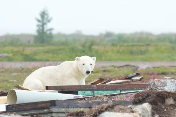 Polar bear spelen in de rommel — Stockfoto