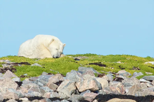 Urso polar dormindo na grama — Fotografia de Stock