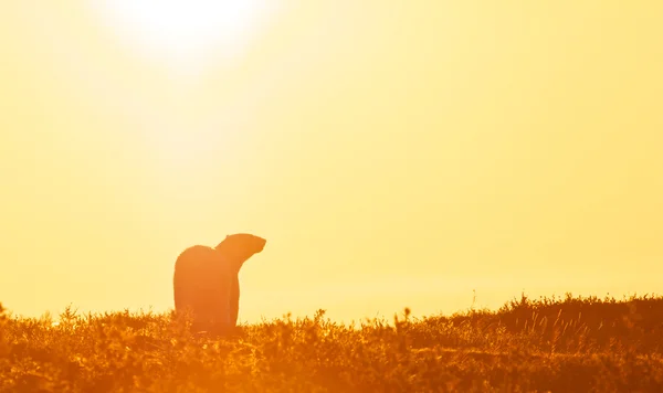 Polar Bear in the sunset — Stock Photo, Image