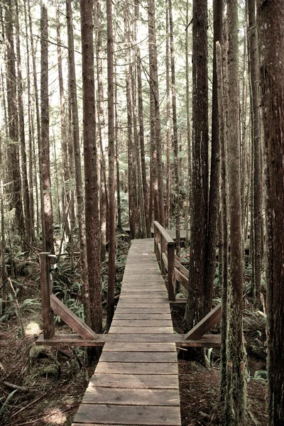 Paseo marítimo por el bosque lluvioso —  Fotos de Stock