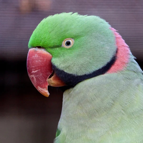 Retrato de perico alejandrino —  Fotos de Stock