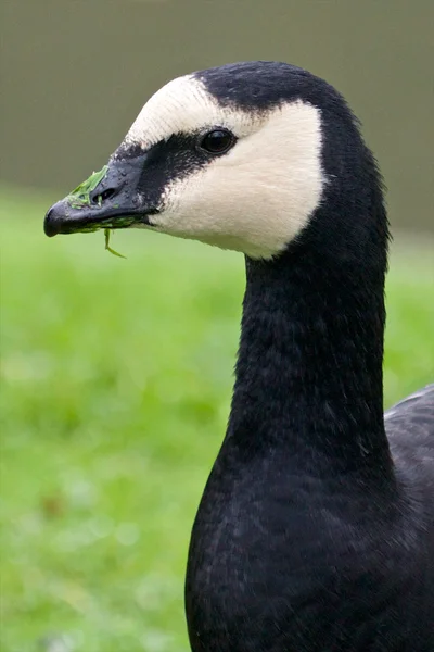 Barnacle Goose Portrait — Stock Photo, Image