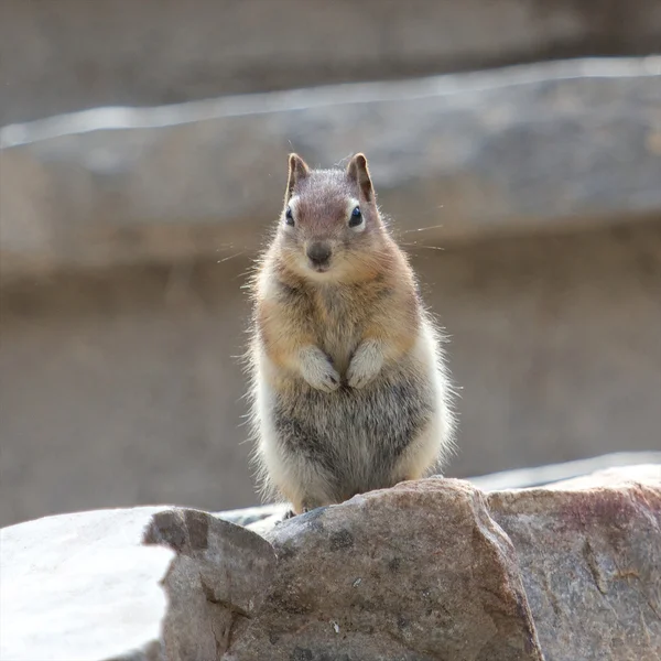 Wiewiórka na skałach — Zdjęcie stockowe