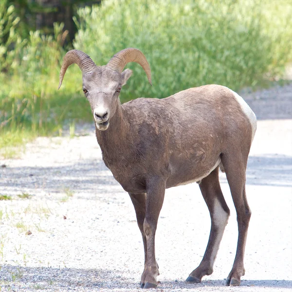 Owiec Bighorn na drodze — Zdjęcie stockowe