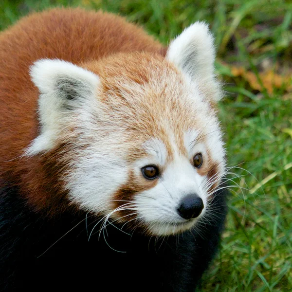 Meraklı red panda 1 — Stok fotoğraf