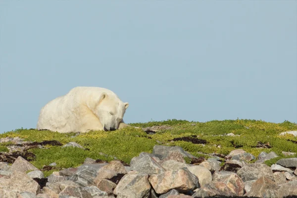 Orso polare addormentato sull'erba — Foto Stock