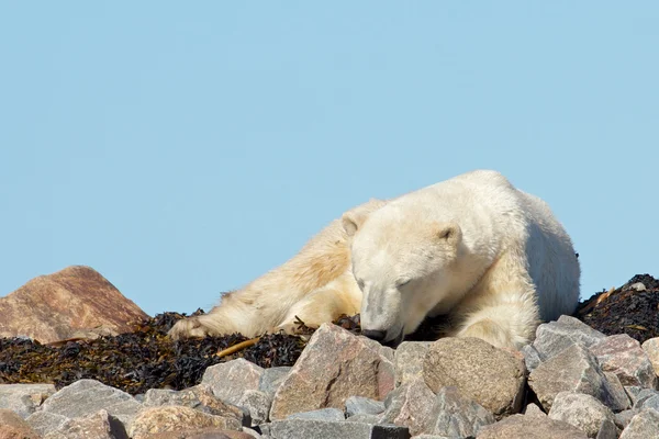 Oso Polar Durmiente sobre las rocas —  Fotos de Stock