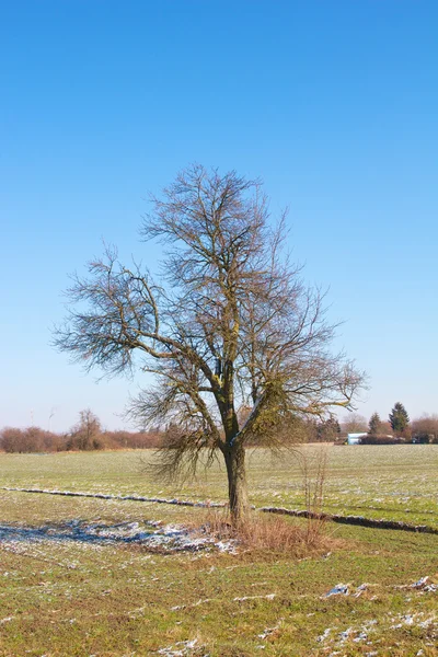 Albero solitario su un campo — Foto Stock