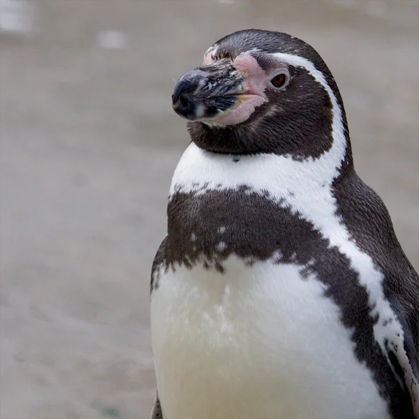 Pinguino Humboldt verticale — Foto Stock