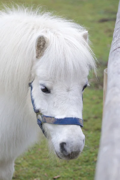 Pony blanco en el paddock — Foto de Stock